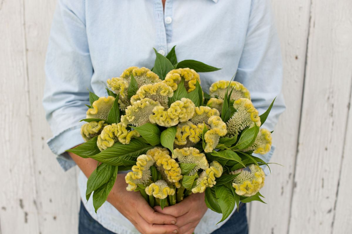 Cramer’s Lemon Lime – Celosia Seed